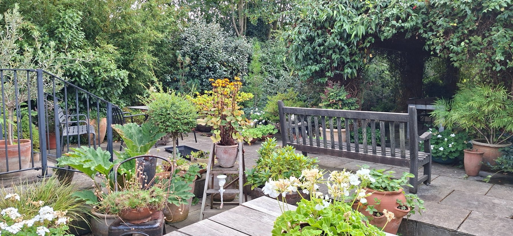 A leafy garden seating area surrounded by pots and mature planting